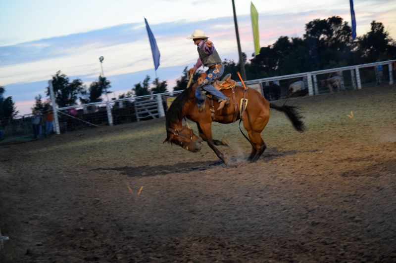  Rodeo saddle bronc